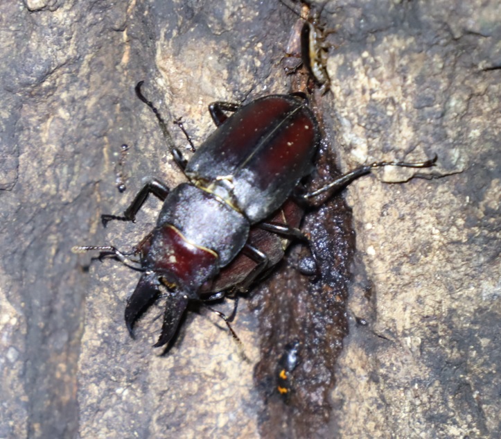 ノコギリクワガタのペア_No.3のクヌギ_クワガタ達のオアシス_2023年9月4日19時30分 気温27.6度